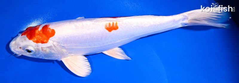 11.25" KIKUSUI