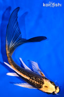 6.25" GINRIN ORENJI MATSUBA BUTTERFLY