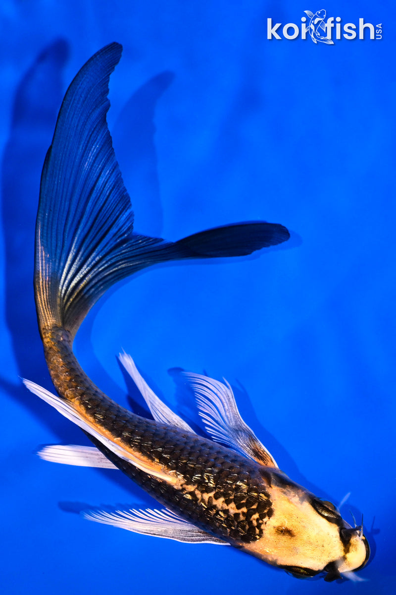 6.25" GINRIN ORENJI MATSUBA BUTTERFLY