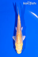 4.25" ARAGOKE YAMABUKI OGON