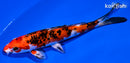6.5" YAMATO NISHIKI