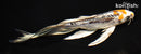 7.5" BENI KIKOKURYU BUTTERFLY