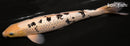13" GINRIN SHIRO BEKKO
