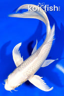 8.25" PLATINUM OGON BUTTERFLY