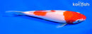 6.75" KOHAKU