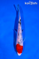 5.5" SANKE