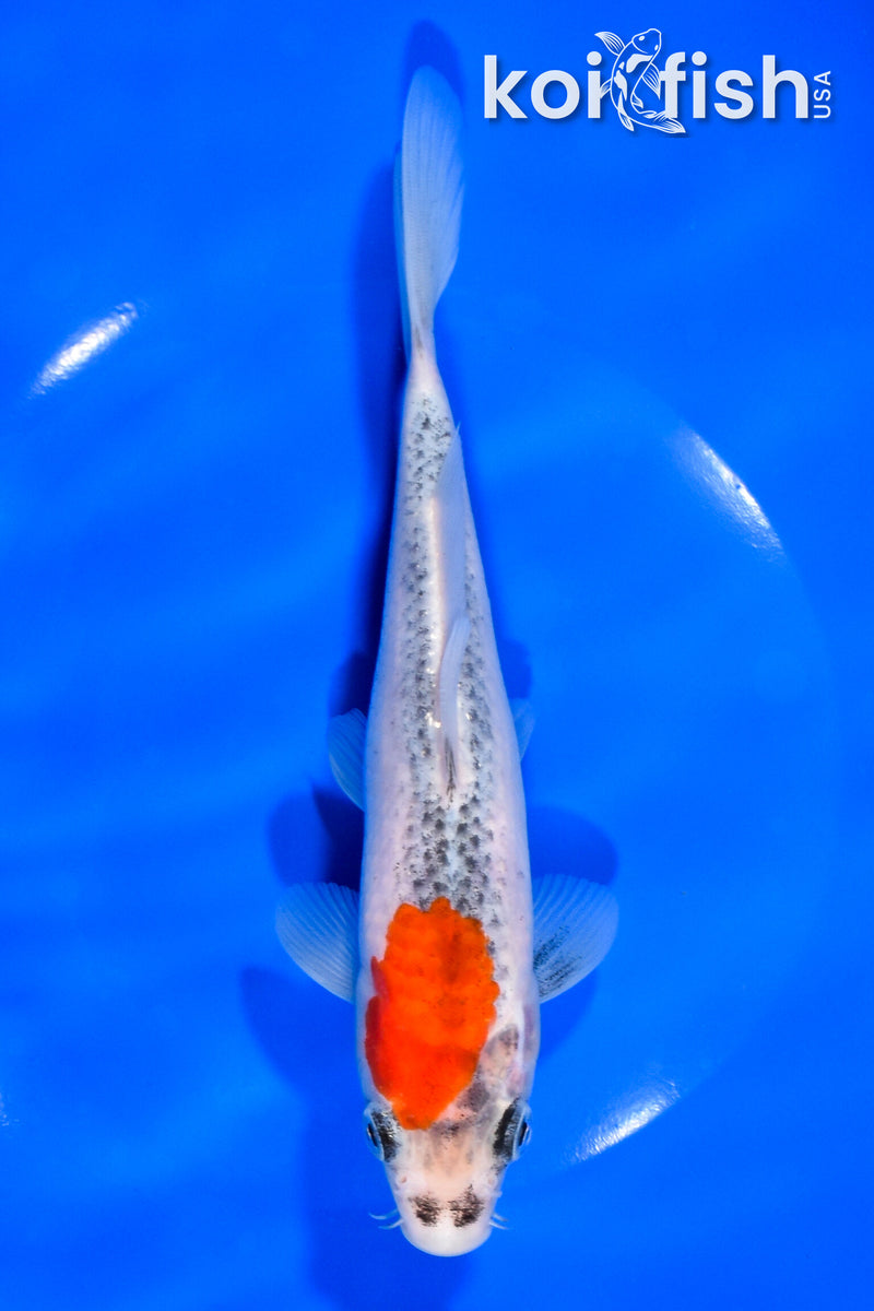 7.25" GOSHIKI
