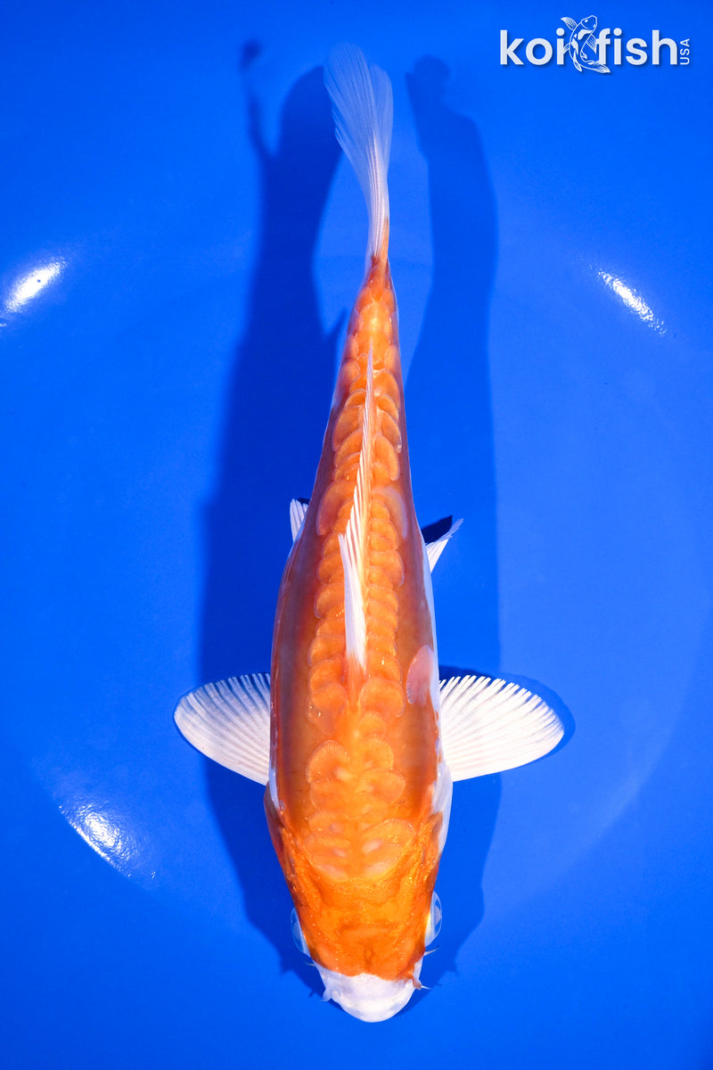 7.75" KIKUSUI