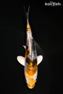 4.75" HEISEI NISHIKI