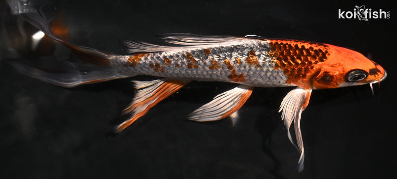 Kujaku Koi for Sale | Buy Kujaku Koi Online | Koi Fish USA – Page 3