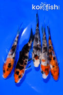 PACK OF (5) 3.75-4" STANDARD KOI