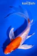 6.25" GINRIN HARIWAKE BUTTERFLY