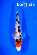 5.5" SANKE