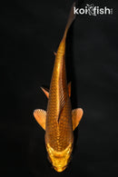 4.25" KIN ORENJI MATSUBA