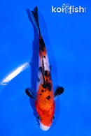 4.5" SANKE