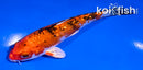5.5" GINRIN YAMATO NISHIKI