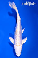 5.5" DOITSU HARIWAKE
