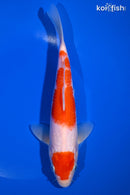9" MARUTEN KOHAKU