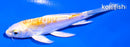 4" DOITSU LEMON HARIWAKE BUTTERFLY