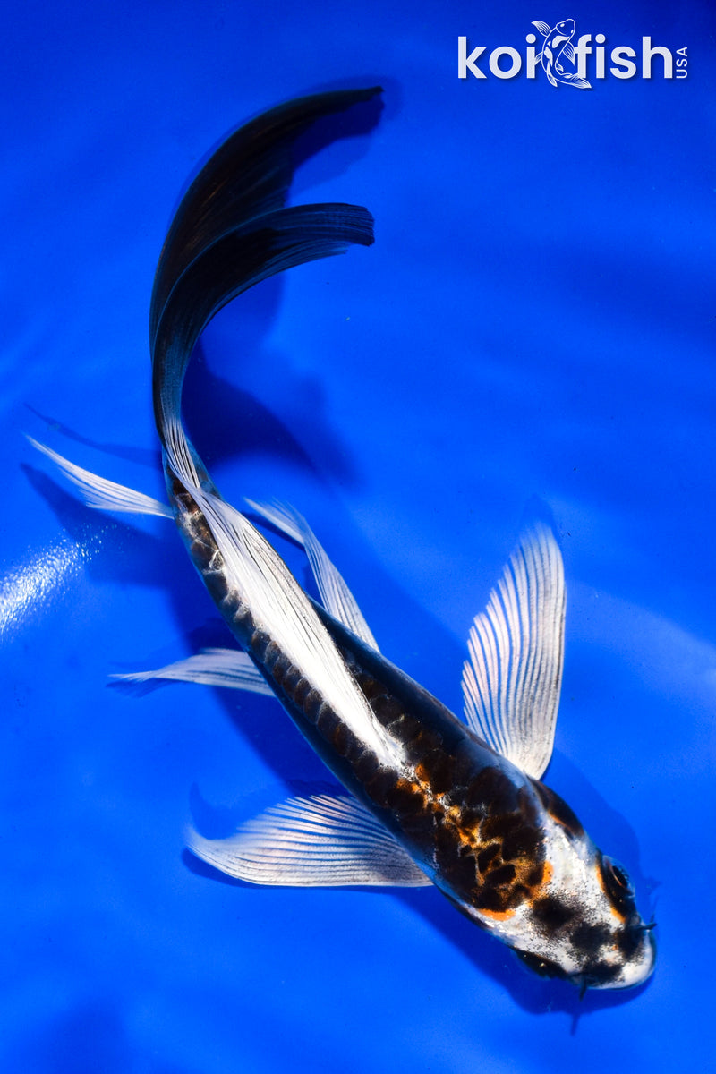 6" KIN KIKOKURYU BUTTERFLY