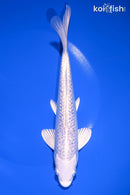 7.5" GINRIN PLATINUM OGON