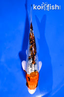 4" GINRIN YAMATO NISHIKI