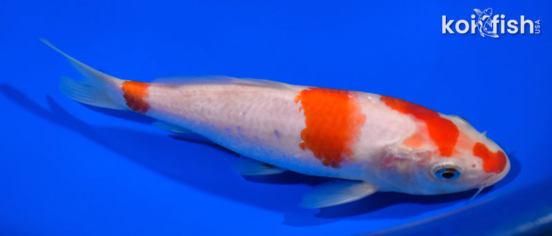 6.5" KOHAKU