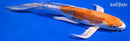 9" HEISEI NISHIKI BUTTERFLY