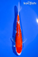 7" GINRIN KOHAKU