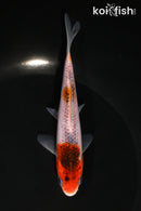 5" GOROMO