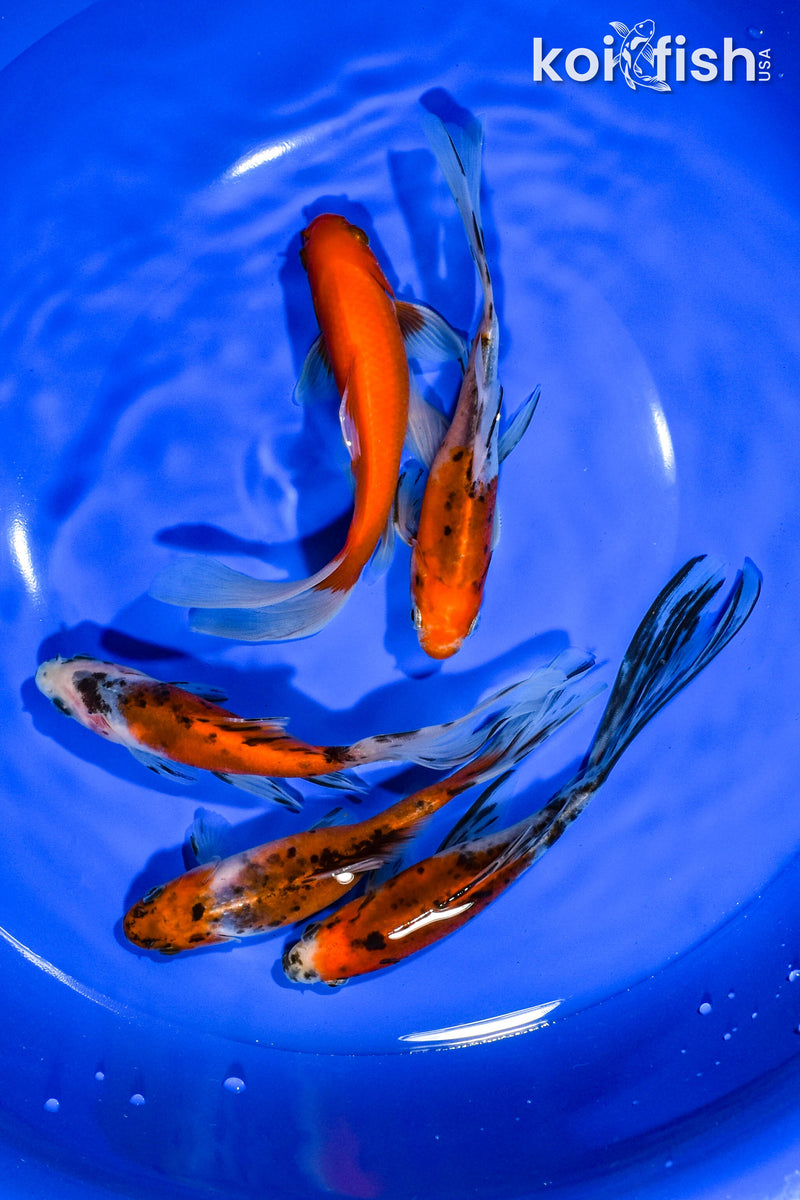 PACK OF (5) 5.5"-6" ASSORTED GOLDFISH