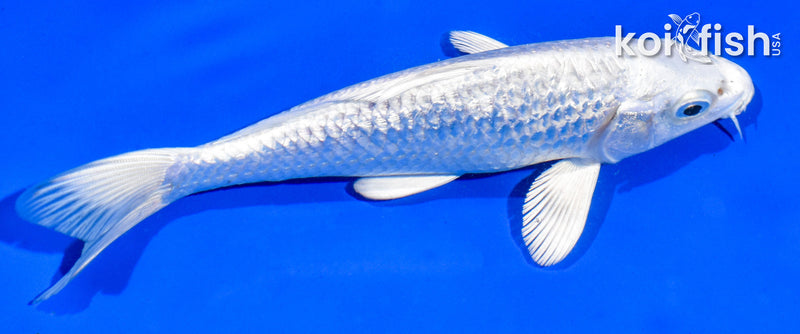 6.5" GINRIN PLATINUM OGON