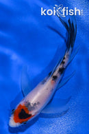 4.25" SANKE BUTTERFLY