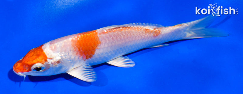 5" HARIWAKE