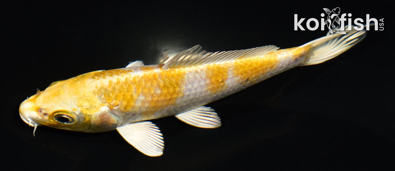 5" HARIWAKE