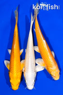 PACK OF (3) 6.5-7" STANDARD KOI