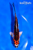 5" KUJAKU