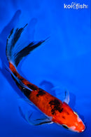 5.75" AKA SANKE BUTTERFLY