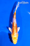 5" LEMON HARIWAKE