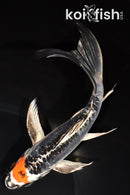 8" TANCHO BENI KIKOKURYU BUTTERFLY