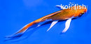 4" HARIWAKE BUTTERFLY