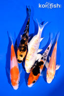 PACK OF (5) 4-5" STANDARD KOI