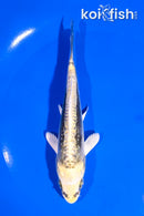 5.5" KIN KIKOKURYU