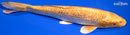 9" GINRIN YAMABUKI OGON