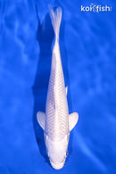 7" PLATINUM OGON