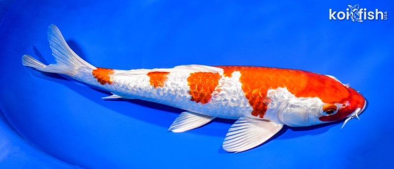 11.25" GINRIN HARIWAKE