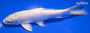 7" LEMON HARIWAKE