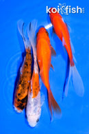 PACK OF (4) 5.25-6" COMET GOLDFISH