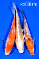 6.25 - 6.5" PACK OF (3) STANDARD KOI