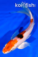 7" YAMATO NISHIKI BUTTERFLY